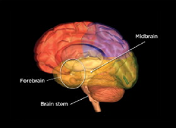 the brain stem consists of the