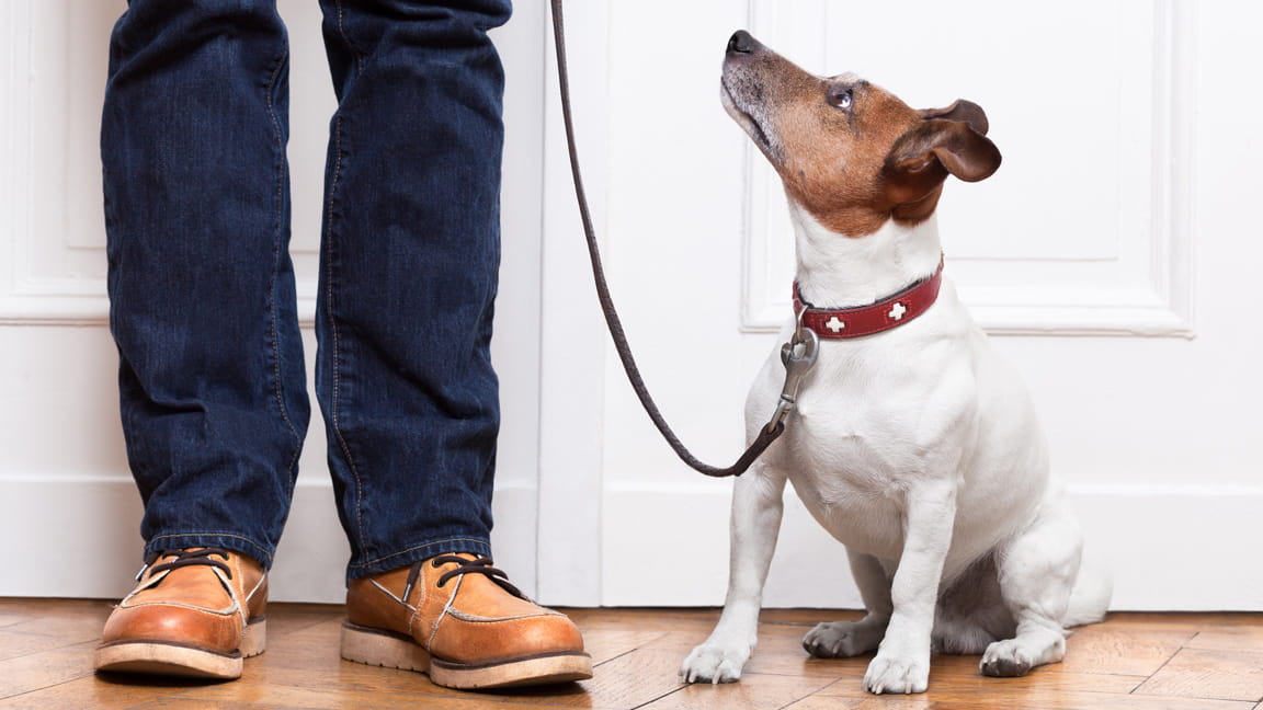 un perro esperando para salir a caminar con su dueño